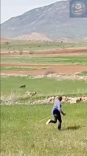 Kangal vs Wild Hog: The Most Savage Dog Battle in Nature!