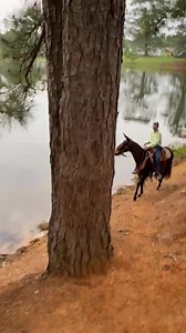 I was able to ride rooster here at the chuckwagon races today and had just a couple hiccups but he did great | Missouri Mule Makeover/Ozark Mule Days