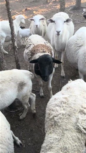 Cerrándolo en el corral para protegerlo de los animales #vidaenelcampo #granja #borregos# campo