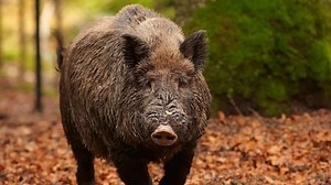 The Massive Feral Hog Problem in America