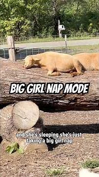 Sleeping Goat Cuteness Overload | Life on the Farm at Pretty Sweet Acres