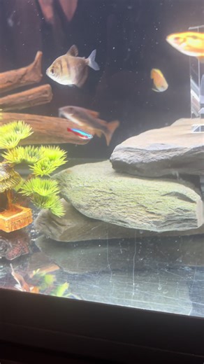 Black ven cory #guppy ##fish