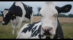 12K views · 346 reactions | "Pure cinema. A vital and groundbreaking work of art." Don't miss Andrea Arnold's captivating new documentary COW. NOW PLAYING in select theaters and everywhere on demand!   Watch it TODAY: https://www.cow.movie/ | IFC Films | Facebook