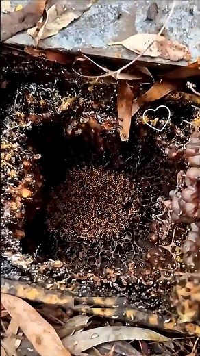 🐝💀🍯Honey from Death. The Dark Secret of Vulture Bees #FloraFauna