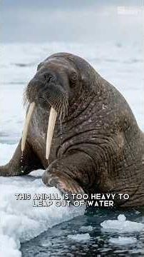 It Walks With Its Teeth | Walrus