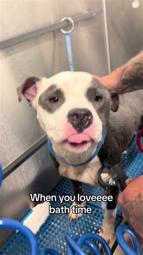 He is being overlooked in this over capacity shelter. “Dribbles” is incredibly sweet and is coming from a bad situation. Come and get him at Fulton County Animal Services in Atlanta GA. @rescueme_atl @LifeLine Animal Project #adoptdontshop #cutepets #shelterdog #rescuedog