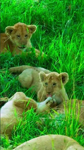 Adorable Lion Cubs Playing in the Wild | Jungle Lion Family Moments