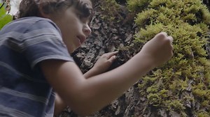 TREES: A 3-Part Documentary Series (SIZZLE)