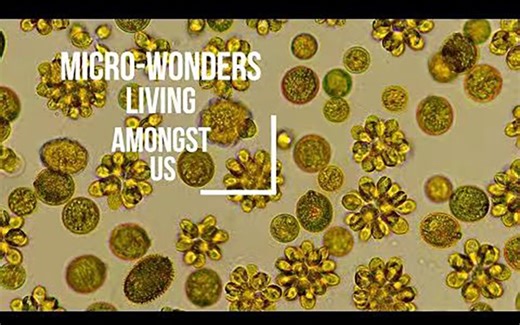 【4K】微生物的奇妙世界 The Amazing World of Microbes