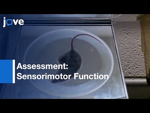 Assessment: Sensorimotor Function-Mouse Models Of Parkinson's Disease l Protocol Preview