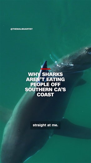 Great white sharks roam just off Santa Monica's coast, even as swimmers fill the water. CNN's Nick Watt faced one up close without incident and now sets out to uncover why shark attacks in Southern California remain remarkably rare. Stream the full story: https://www.cnn.com/videos/title-2586480 | CNN