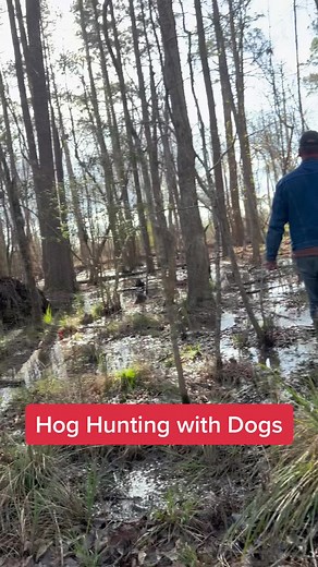Hog Hunting with Catch Dogs in Texas