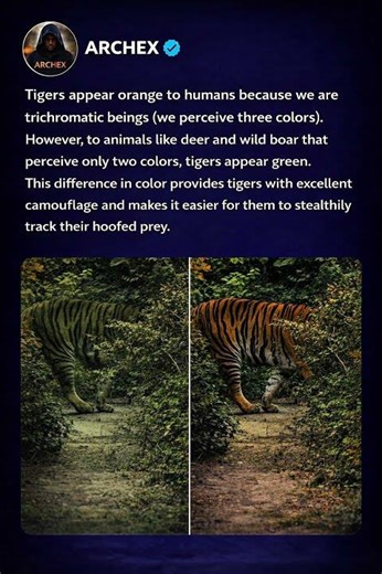 Why Tigers Look Orange to Humans but Green to Their Prey