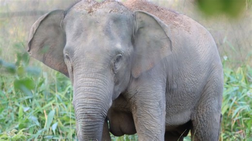 Thailand uses a birth control vaccine to curb its elephant population near expanding farms