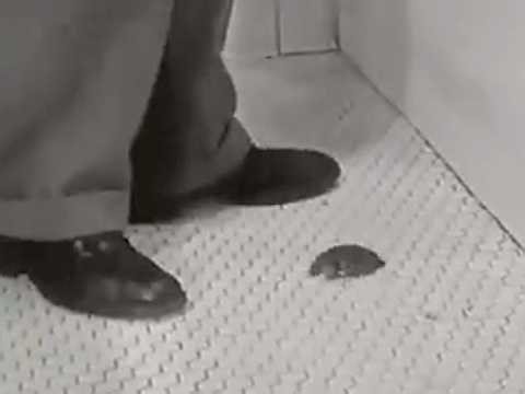 1950s Mean Angry Dad vs Tiny Turtle