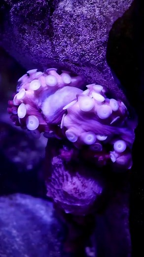 Spin cycle! 🌀 Did you know octopuses shed their suction cups? The lining of their suction cups is called a chitinous cuticle, and they shed them periodically by doing this cool behavior. 🐙 Video by Robin Riggs #AOPcephalopods #octopus #aquariumofthepacific