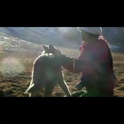 🌞来优酷国际版APP 一同重温 #重返狼群10周年特别纪念版 的温情故事~ #李微漪 #亦风 #纪实 #优酷 #YOUKU #ReturntotheWolves