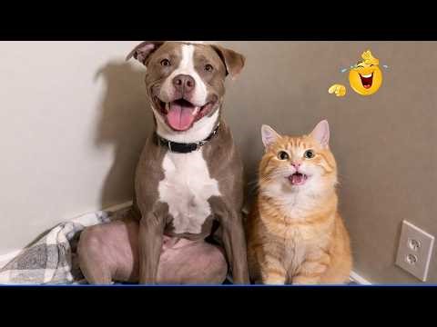 Try Not To Laugh Funny Cats and Dogs Videos 🤣🐶 The Funniest Cat & Dog Moments Compilation 🐾