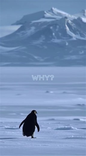 The indomitable penguin spirit | penguin