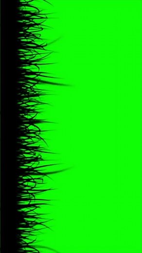 Grass field green screen | windy grass background chroma key | nature green screen stock footage