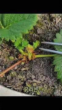 딸기 재배의 핵심 해결법 🍓