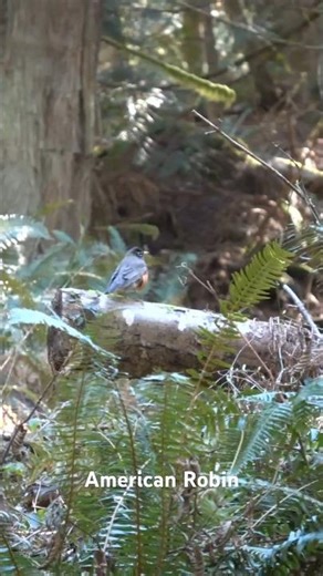 American Robin - seen year-round in the U S. February, Washington.