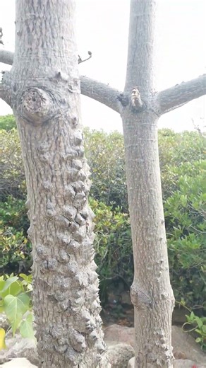 Red #flowers malabar #silk #cotton #tree Bombax #ceiba
