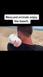 3M views · 10K reactions | Rescued animals love the beach!️ #ziggysrefuge #disabledandcute #handicappedpets #ilovesheep #ilovepigs #animalrescue #viralvideo #viralreels #pigrescue #vegansofig #veganfortheanimals | Ziggy's Refuge Farm Sanctuary | Facebook