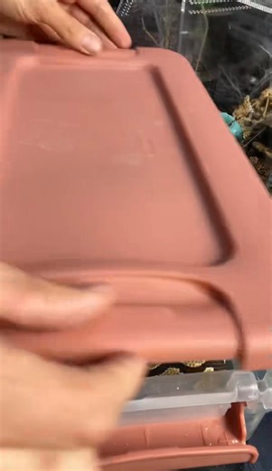 Mistery ball python!