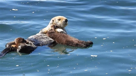 Family of sea otters play in Morro Bay