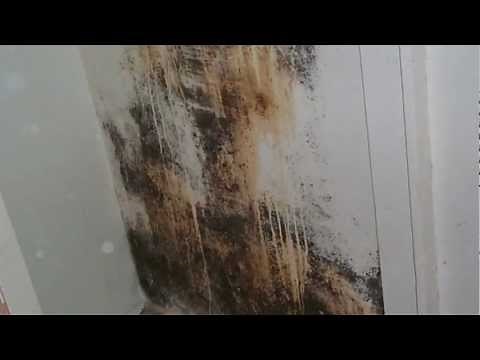 Alternaria: An Indoor Air Quality Contaminant