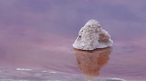 Pink pond draws thousands to Alviso Marina County Park