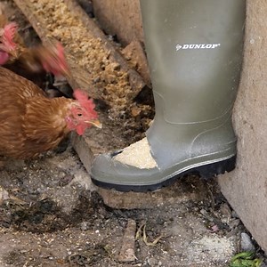 Chicken tips every farm needs | 5-Minute Crafts Family