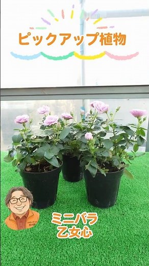 ミニバラ 乙女心を紹介！