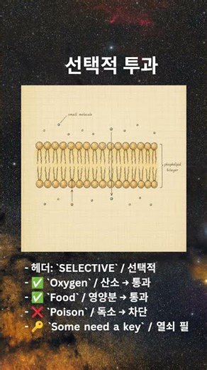 Day 04 — Cell Membrane 세포막