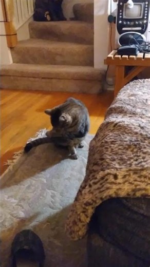 CAT MAN WITH FRISKY THE CAT 🙀 IN "WASH UP TIME" A LOVING SHELTER FRIEND IS WAITING TO BE ADOPTED!!!