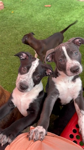 1K views · 116 reactions | *The Puppies of Stealing Hearts Rescue* Currently available for adoption: Jamis, Venus, Barton, TJ, Dobbins, Quinn, Baylor, Calvin, Stewart, & Bosa. Check out our website for more info!  | Stealing Hearts Rescue | Facebook