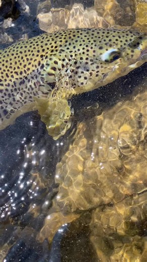 That blue cheek 😍. Little snakey, but a great fish. DON’T SLEEP ON THE JIG STREAMER | Brighton Cleaver