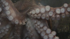 North Pacific Giant Octopus Swimming Stock Footage SBV-327603231 - Storyblocks