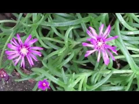 How To Grow A Ice Plant