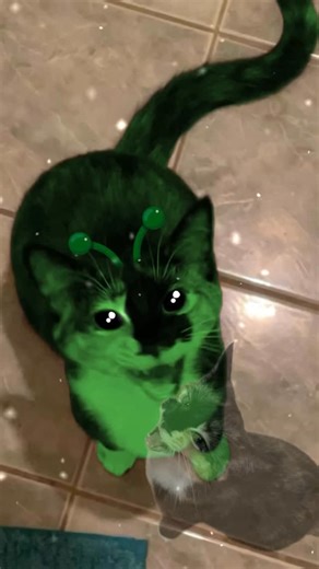 Biscuit and Muffin on Instagram: "THE BISCUIT TAKES IT ALL - #cat #catmemes #memes #aliencat #alien #gnarpy #abba"