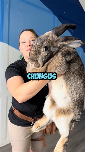 8.2K views · 73 reactions | Big Chungus, is that you? | Know Your Meme | Facebook