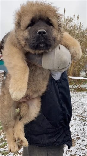 Пантовић Срђан on Instagram: "➡️Follow @caucasian_shepherd_europe 🦁 ➡️www.balkanmasterkennel.com #puppies #puppy #balkanmasterkennel #bigpuppies #bigpup #dog #dogs #bigdog #caucasianshepherd #caucasianovcharka #caucasianmountaindog #pastoredelcaucaso #dogshow #puppylove🐶 #puppiesofinstagram #puppylove #instapuppy #puppyforinstagram #puppyoftheday #puppyworld #instagood #puppydog #instapuppy #puppiesofinstagram #dogshow #breeding #breeder #bestdog #dogs_of_instagram #balkanmasterkennel#dogsofin