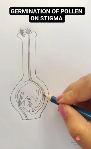 Germination Of Pollen Grain On Stigma Diagram Steps For Class 10 #germination #drawing #biology #art