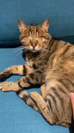 Blind cat senses mama is near ♥️ #blindcat #cat #rescuecat