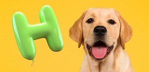 Dog Names That Start With H - 200 Cute and Unique Ideas!