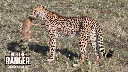 Cheetah Hunts Gazelle Fawn in Maasai Mara Safari