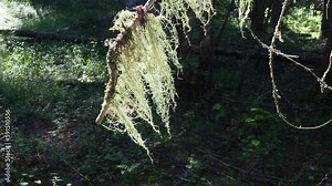 Usnea forest beard. Usnea is a genus of lichens of the Parmeliaceae family. Usnic acid. Taiga biome, coniferous forest. Epiphytes on the bark and branch. Symbiotic associations of mushrooms and algae