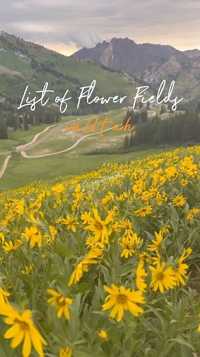 Fun places to take pictures during the Spring Season Wild flowers usually bloom in mid May and some of them last until the end of the summer! 1. Lavender Field Mona 2. Poppy Field Lambert Park in Alpine 3. Albion Basin is located in the top of Little Cottonwood Canyon. 4. Wildflowers of Uinta-Wasatch-Cache National Forest. 5. Nielsen Park in Orem 6. Elk Ridge Orchard. 7. Ashton Gardens Thanksgiving Point 8. Maura Poppy Field. 9. Lake Blanche Trail. 10. Silver Lake Loop Trail, Big Cottonwood Cany