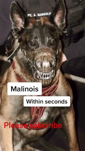 the most dangerous dog breeds ! #goldendoodle #scary #cute